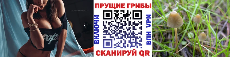 Псилоцибиновые грибы мицелий  OMG ССЫЛКА  Губаха 